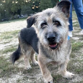 Rescue Border Terrier and Corgi Dogs for Adoption - Falkor | PetCurious