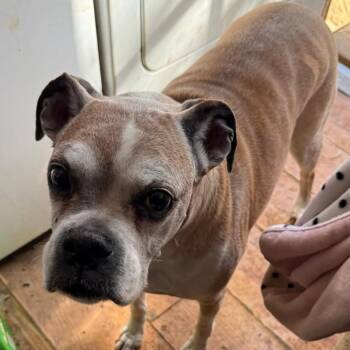 Boxer and Mixed Breed Dogs Available for Adoption - Althea | PetCurious