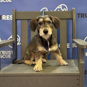 MALYA -  Terrier and Schnauzer Dog for Adoption in Waterford, New Jersey - MALYA | PetCurious