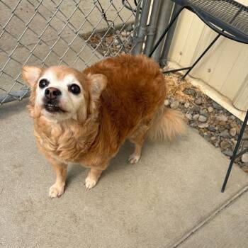Tater -  Pomeranian and Chihuahua Dog for Adoption in Toledo, Ohio - Tater | PetCurious