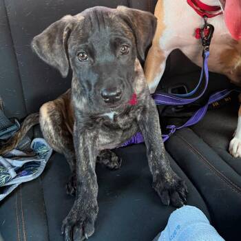 German Shepherd Dog Dogs Available for Adoption in Houston, Texas - Maddox | PetCurious