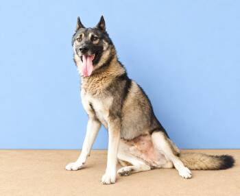 HARRY -  German Shepherd Dog Dog for Adoption in Pasadena, California - HARRY | PetCurious