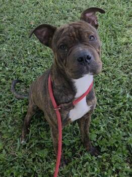 PICASSO -  American Staffordshire Terrier and Shar Pei Dog for Adoption in Fort Lauderdale, Florida - PICASSO | PetCurious