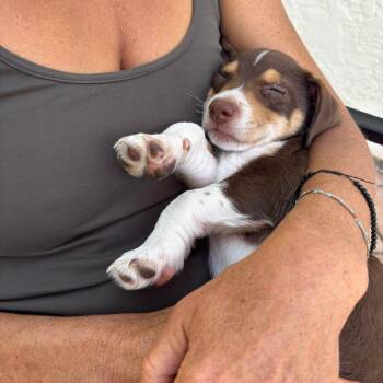 Beagle and Terrier Dogs Available for Adoption in San Diego, California - REMI | PetCurious
