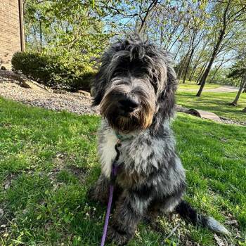 Poodle and Bernese Mountain Dog Dogs Available for Adoption in Peculiar, Missouri - Hoagie | PetCurious