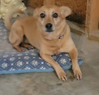 Marley -  Terrier Dog for Adoption in Marietta, Georgia - Marley | PetCurious