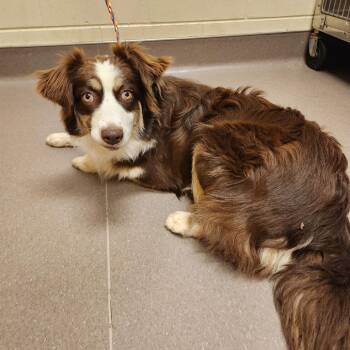 Border Collie Dogs Available for Adoption in Norman, Oklahoma - Cinnamon | PetCurious
