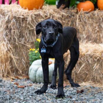Luther -  Cane Corso Dog for Adoption in Wake Forest, North Carolina - Luther | PetCurious