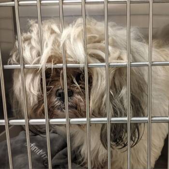 Bear -  Mixed Breed Dog for Adoption in Philadelphia, Pennsylvania - Bear | PetCurious