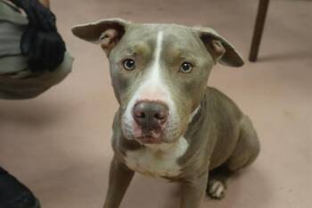 Rescue Mixed Breed Dogs for Adoption in Columbia, South Carolina - GIZMO | PetCurious