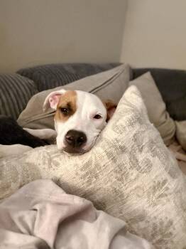 Rescue Pit Bull Terrier and Boxer Dogs for Adoption in Luling, Texas - Daisy | PetCurious