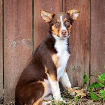 Sweet & Salty -  Mixed Breed Dog for Adoption in Springboro, Ohio - Sweet & Salty | PetCurious