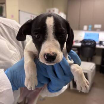 Fruit Cocktail -  Mixed Breed Dog for Adoption in Asheville, North Carolina - Fruit Cocktail | PetCurious