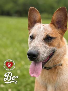 Cattle Dog Dogs Available for Adoption in Joliet, Illinois - Bo | PetCurious