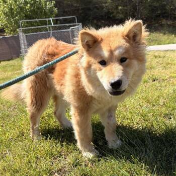 Chow Chow Dogs Available for Adoption in Franklin, North Carolina - Nori | PetCurious