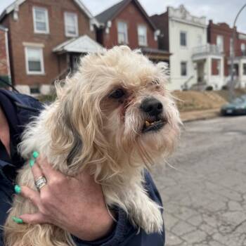 Shih Tzu Dogs Available for Adoption - Tampico | PetCurious