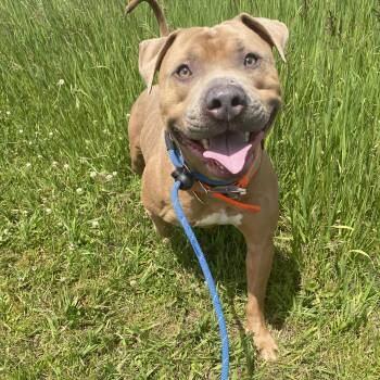 Peanut -  Pit Bull Terrier Dog for Adoption in Allegan, Michigan - Peanut | PetCurious