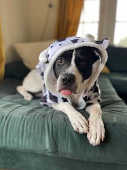 Rescue Staffordshire Bull Terrier Dogs for Adoption in Santa Monica, California - Blossom | PetCurious