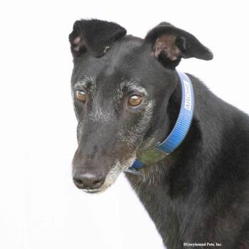 Archie -  Greyhound Dog for Adoption in Woodinville, Washington - Archie | PetCurious
