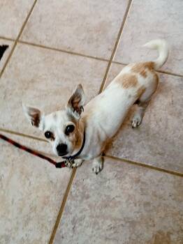 Sweet Pea -  Chihuahua Dog for Adoption in Albuquerque, New Mexico - Sweet Pea | PetCurious