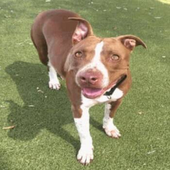 Rescue Pit Bull Terrier Dogs for Adoption in Austin, Texas - Princess Cheese Puff | PetCurious