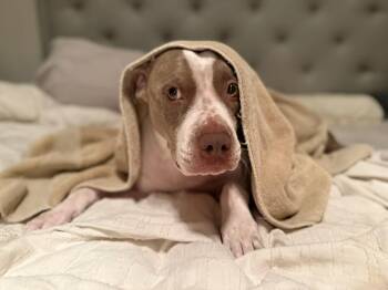 Luna -  Pit Bull Terrier Dog for Adoption in Fort Pierce, Florida - Luna | PetCurious