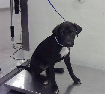 ROXIE -  Staffordshire Bull Terrier and Mixed Breed Dog Available for Adoption in Houston, Texas - ROXIE | PetCurious