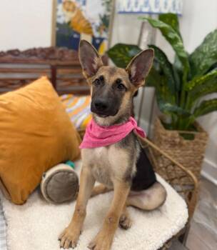 Chleo Good Shepherd -  German Shepherd Dog and Australian Kelpie Dog for Adoption in Friendswood, Texas - Chleo Good Shepherd | PetCurious