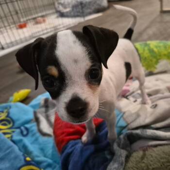 Dolly -  Chihuahua and Pug Dog for Adoption in Warren, Rhode Island - Dolly | PetCurious