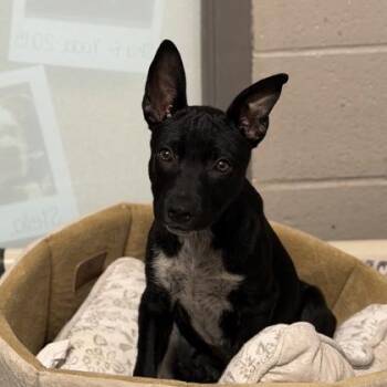 Cookie Crumbs -  Pit Bull Terrier Dog for Adoption in Sacramento, California - Cookie Crumbs | PetCurious