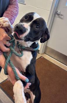 Rescue Mixed Breed Dogs for Adoption in Metter, Georgia - Alice | PetCurious