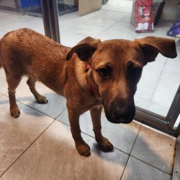 Missy -  Shepherd Dog for Adoption in Walnutport, Pennsylvania - Missy | PetCurious