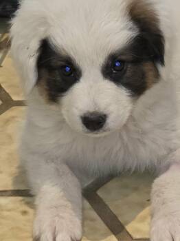 Great Pyrenees Dogs Available for Adoption in Kiowa, Oklahoma - Wild Cherry  | PetCurious