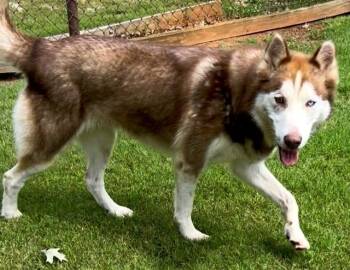 PEPE -  Husky Dog for Adoption in Grovetown, Georgia - PEPE | PetCurious