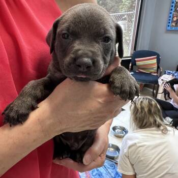 Trevor B -  American Bully Dog for Adoption in Dyersburg, Tennessee - Trevor B | PetCurious