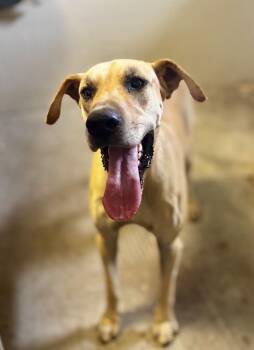 Cooper -  Great Dane Dog for Adoption in Joppa, Alabama - Cooper | PetCurious