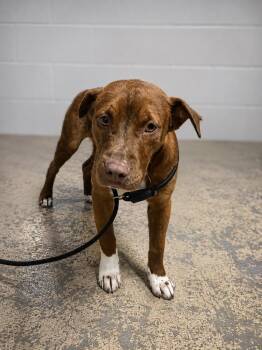 Loki -  Pit Bull Terrier and Hound Dog for Adoption in Russellville, Kentucky - Loki | PetCurious