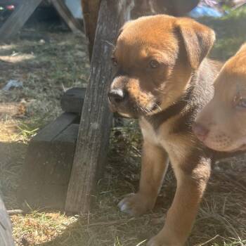 Toast -  Mixed Breed Dog for Adoption in Bismarck, North Dakota - Toast | PetCurious