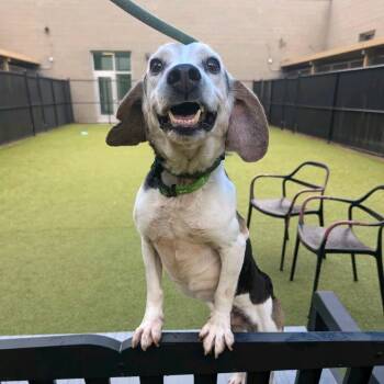 Panini Press -  Beagle Dog for Adoption in Greensboro, North Carolina - Panini Press | PetCurious