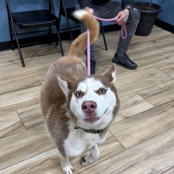 JayJay -  Husky Dog for Adoption in Newark, New Jersey - JayJay | PetCurious