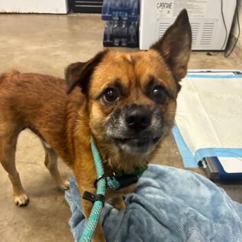 Chew-barka -  Mixed Breed Dog for Adoption in Corbin, Kentucky - Chew-barka | PetCurious