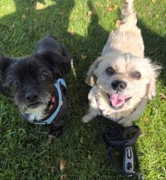 Courtesy Post for Sally and Dewey -  Terrier Dog for Adoption in West Hollywood, California - Courtesy Post For Sally And Dewey | PetCurious