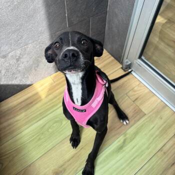 Pit Bull Terrier Dogs Available for Adoption - Dreamer | PetCurious