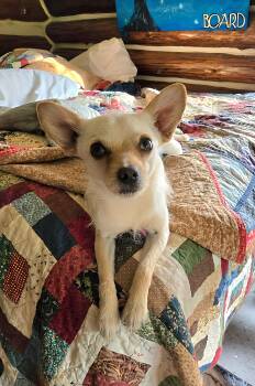 Chihuahua Dogs Available for Adoption in Friendship, New York - Chico Allen | PetCurious