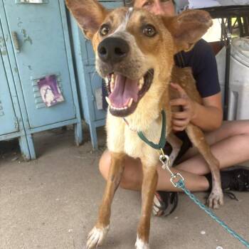 Cowboy Hat -  Collie and Hound Dog for Adoption in Austin, Texas - Cowboy Hat | PetCurious