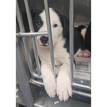 Scarecrow -  Mixed Breed Dog for Adoption in Edwardsville, Illinois - Scarecrow | PetCurious
