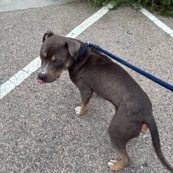 Peanut Butter -  Mixed Breed Dog for Adoption in Philadelphia, Pennsylvania - Peanut Butter | PetCurious