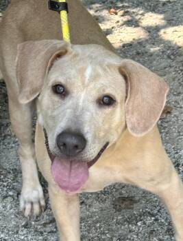 Charlie -  Labrador Retriever Dog for Adoption in Meherrin, Virginia - Charlie | PetCurious