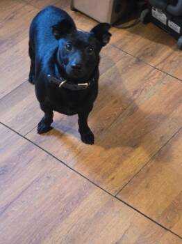 Chihuahua and Terrier Dogs Available for Adoption - Starsky | PetCurious