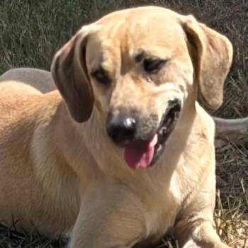 MaRoo-Needs a sidekick -  Yellow Labrador Retriever and Hound Dog for Adoption in Houston, Texas - MaRoo-Needs A Sidekick | PetCurious